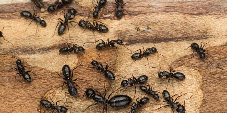 Read more about the article Dealing with Ant Infestations in Monroeville, PA Apartments and Houses