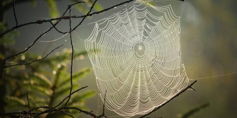 Read more about the article Creepy Crawly Spider Myths…Demystified!