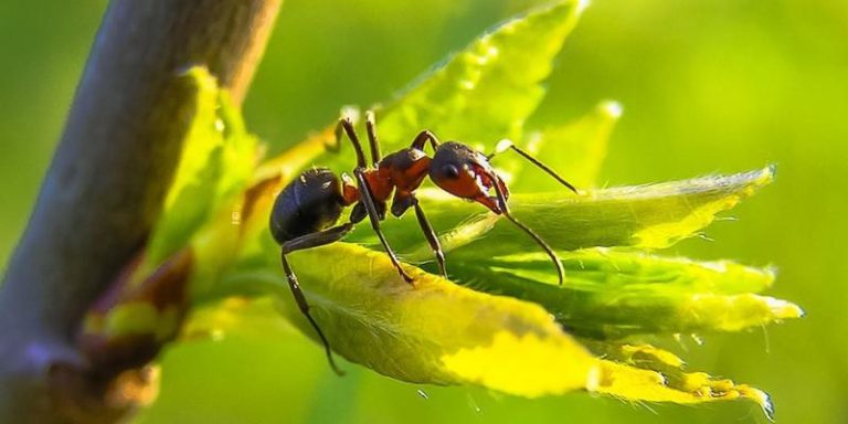 Read more about the article 5 Common Myths About Ants