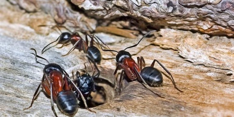 Read more about the article Carpenter Ants vs Termites: How to Tell The Difference