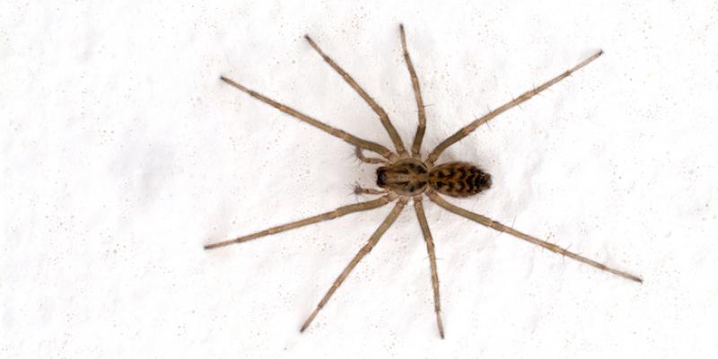 Common Types Of Spiders In Pennsylvania - Pest Control In Pittsburgh ...