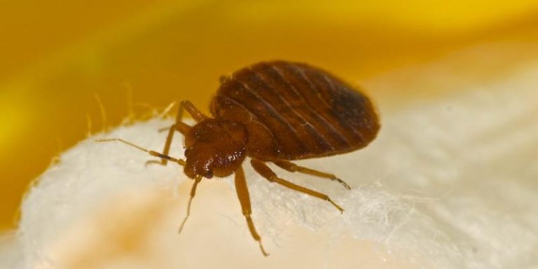 Read more about the article 6 Bed Bug Treatment Methods That Don’t Work