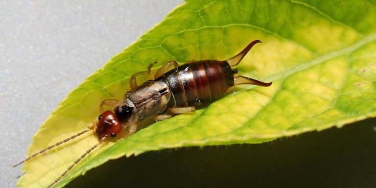 Read more about the article Earwigs in Pennsylvania 101