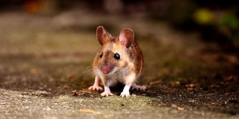 You are currently viewing Field Mice Life Cycle, Eating Habits, & More