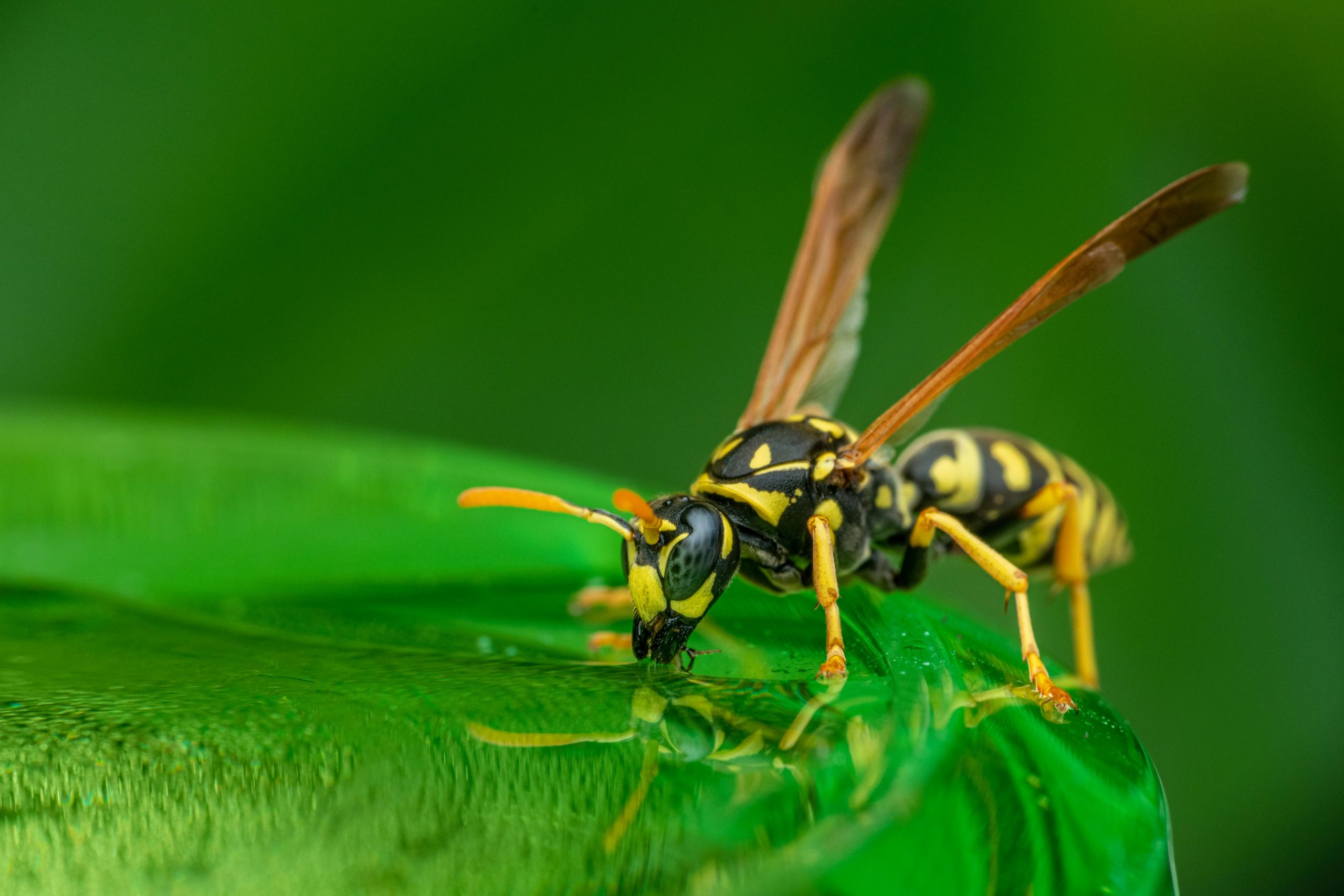 You are currently viewing The Importance of Quick Action When Dealing with Bees in Pittsburgh, PA