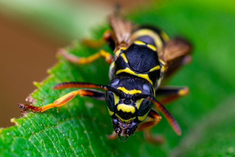 Read more about the article How Bees Can Damage Your Butler, PA Property