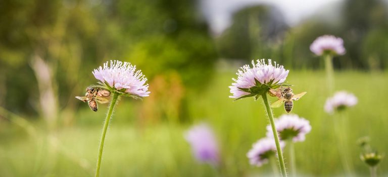 Read more about the article DIY Bee Removal: Pros, Cons, and Safety Tips Around Butler, PA