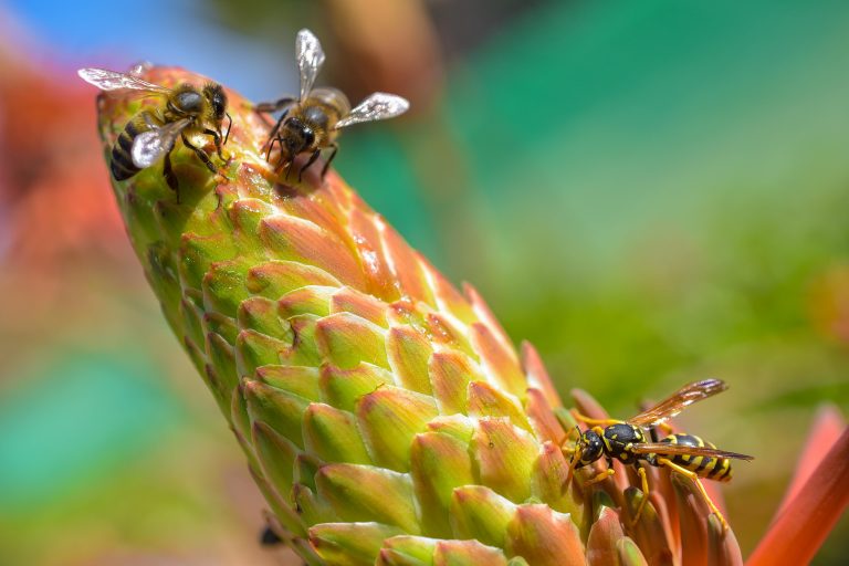 Read more about the article The Most Common Mistakes in Bee Treatments around Saxonburg, PA