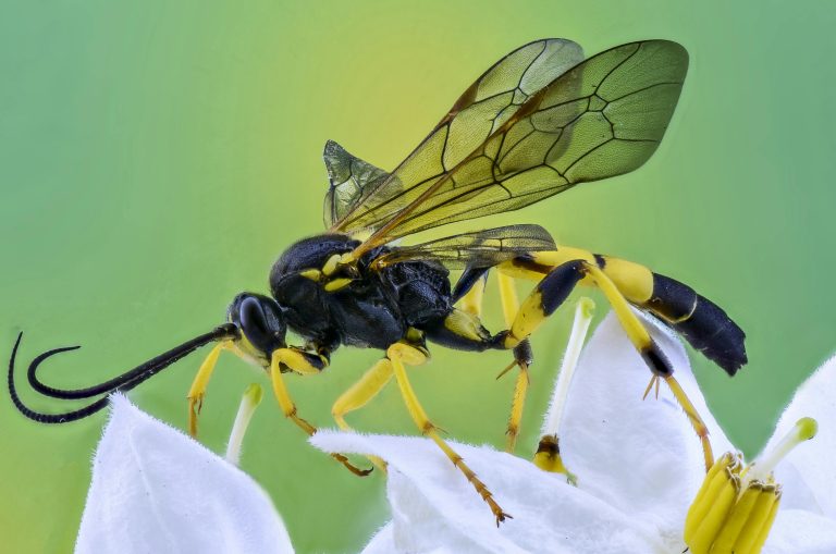 Read more about the article Buzz Off: Seasonal Bee Control Around Saxonburg, PA