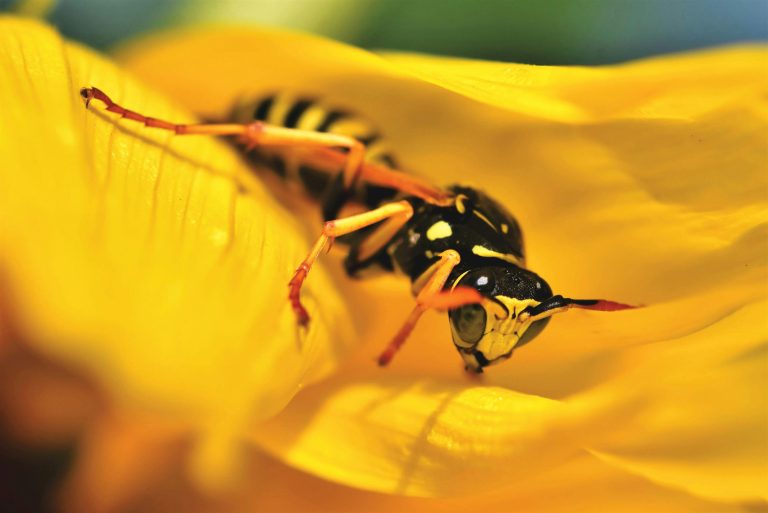 Read more about the article The Importance of Professional Bee Removal Services Around Pittsburgh, PA