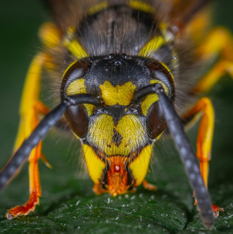 Read more about the article How Bees Enter Your Butler, PA Home and How to Prevent It