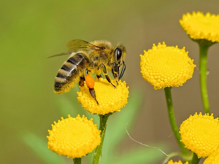 Read more about the article Understanding Different Types of Wasps in Coraopolis, PA