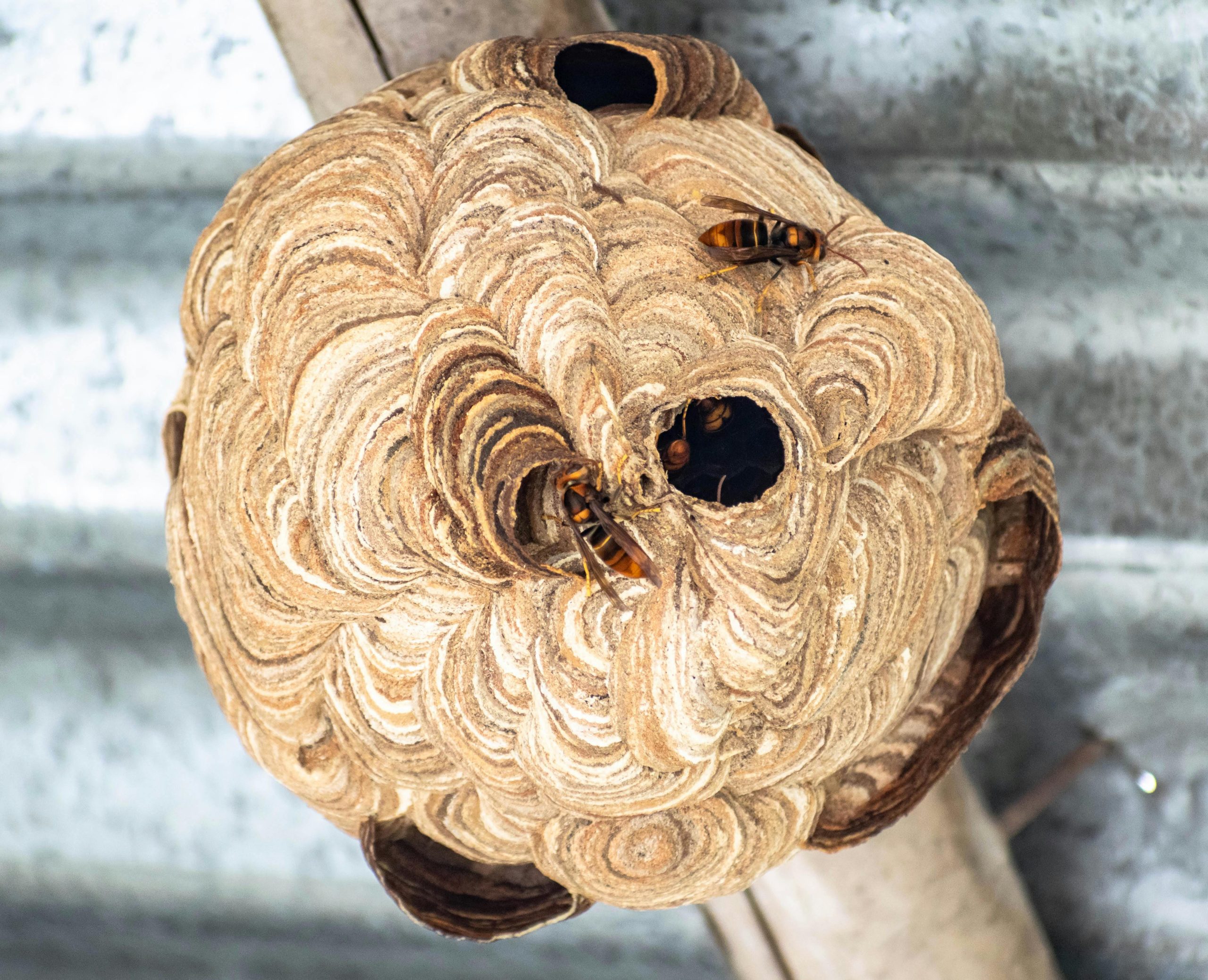 You are currently viewing DIY Bee Control in Wexford PA: What Works and What Doesn’t