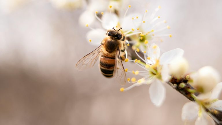 Read more about the article How to Protect Your Pittsburgh, PA Home from Bees During Summer