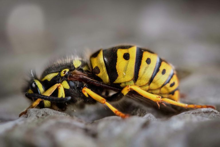 Read more about the article The Cost of Bee Control Services in Pittsburgh: What to Expect