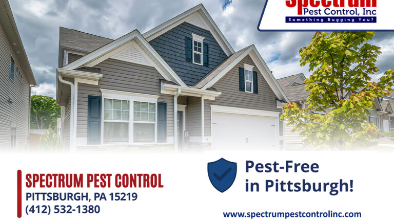 Read more about the article 5 Warning Signs You Have an Ant Problem in Your Pittsburgh Home