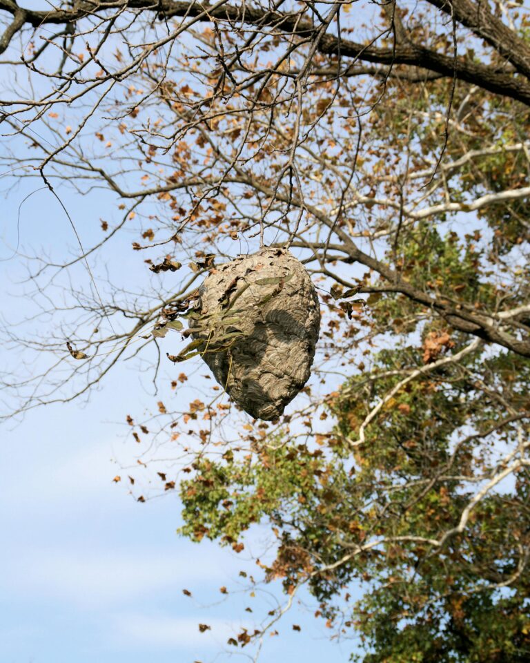Read more about the article 5 Warning Signs You Have a Wasp Problem at Your Pittsburgh Home