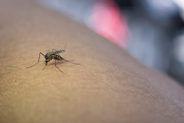 Read more about the article Are Mosquitoes in Pittsburgh Becoming a Bigger Problem? Understanding Disease Risks and Essential Information